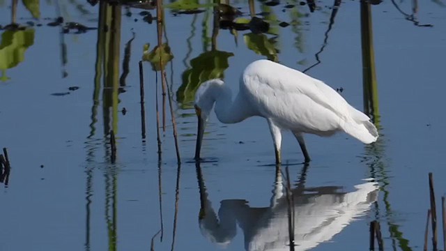 Aigrette neigeuse - ML619849134