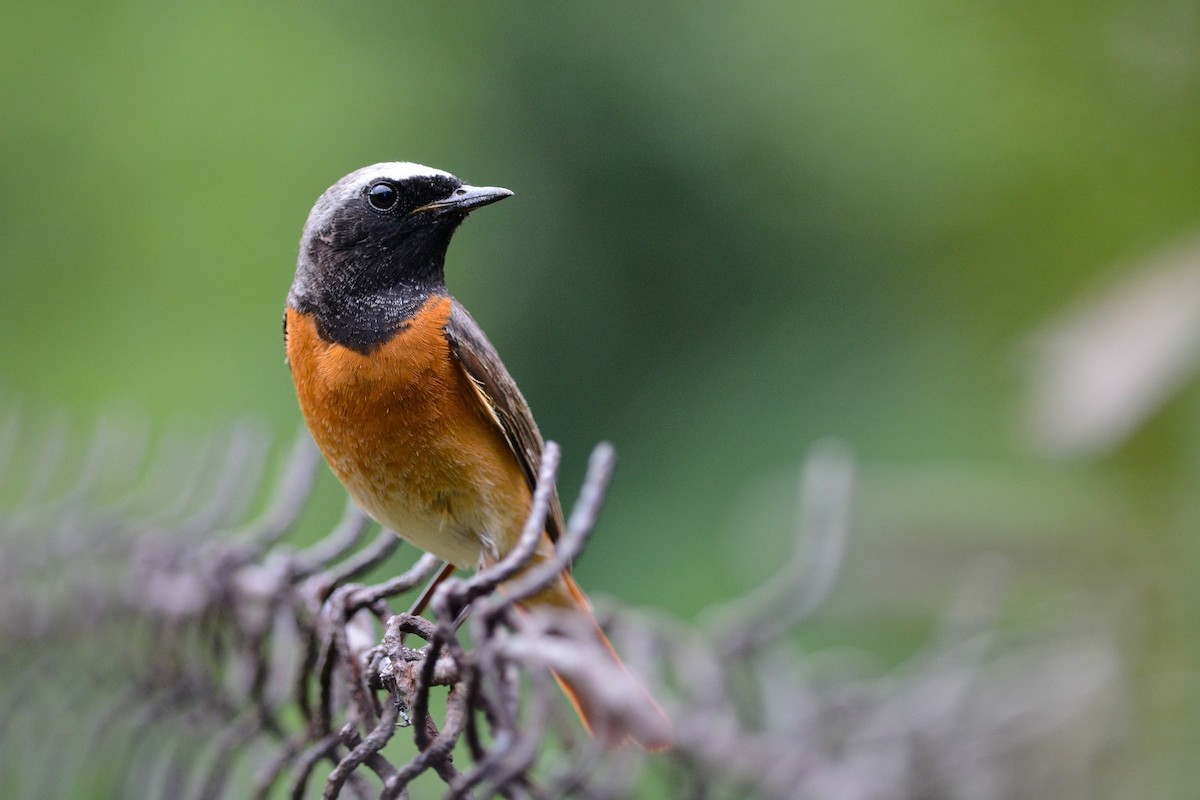 Common Redstart - ML619849155