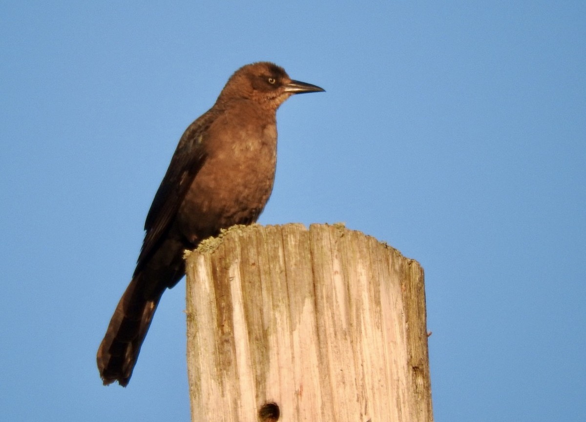 Great-tailed Grackle - ML619849161