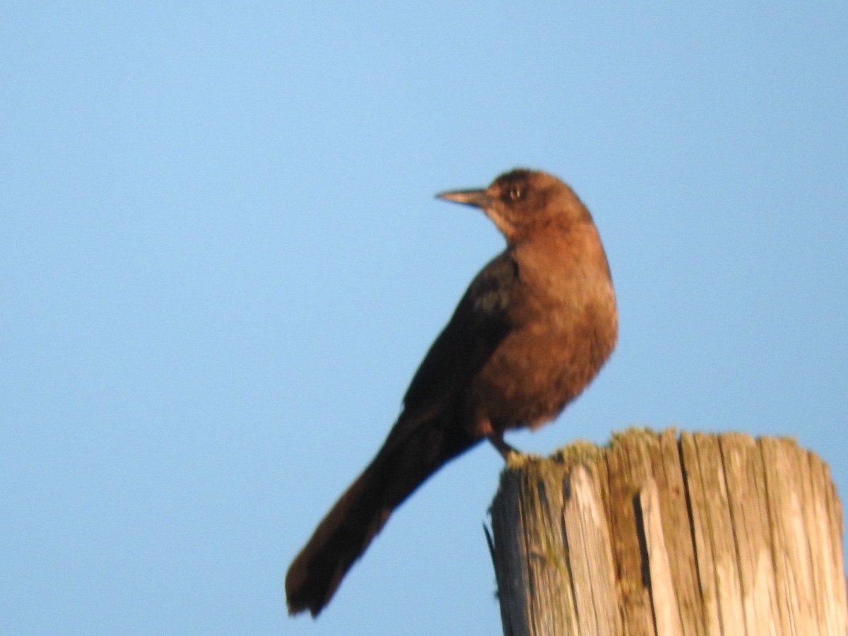 Great-tailed Grackle - ML619849162