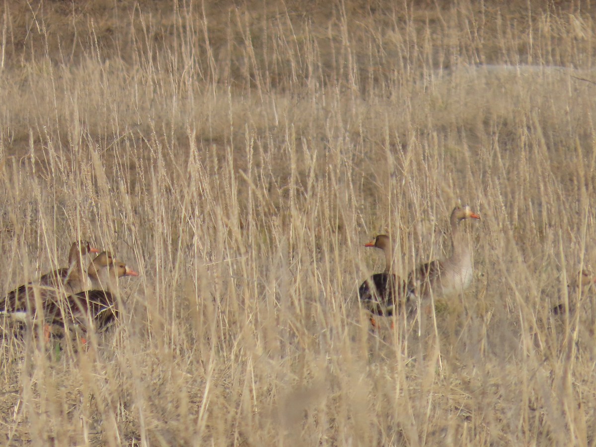 Greater White-fronted Goose - ML619849174
