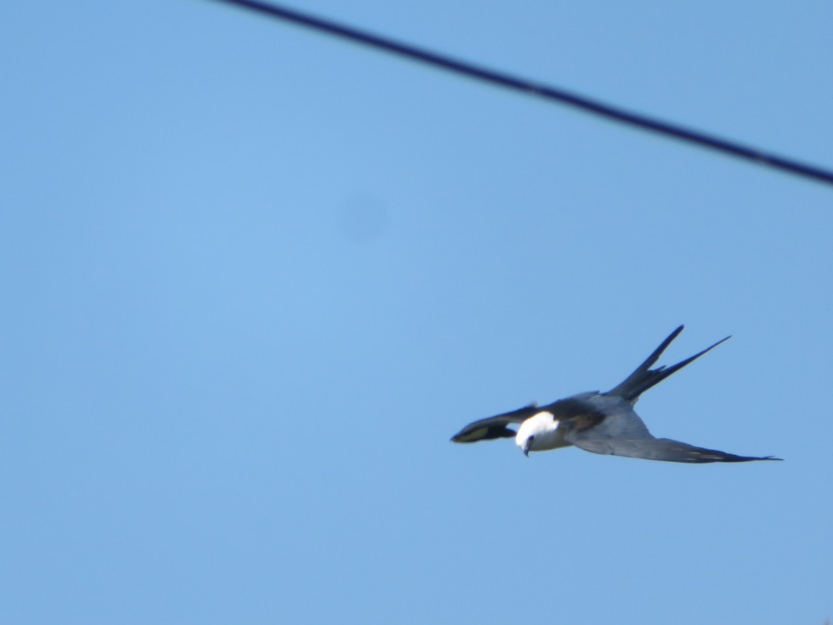 Swallow-tailed Kite - ML619849189