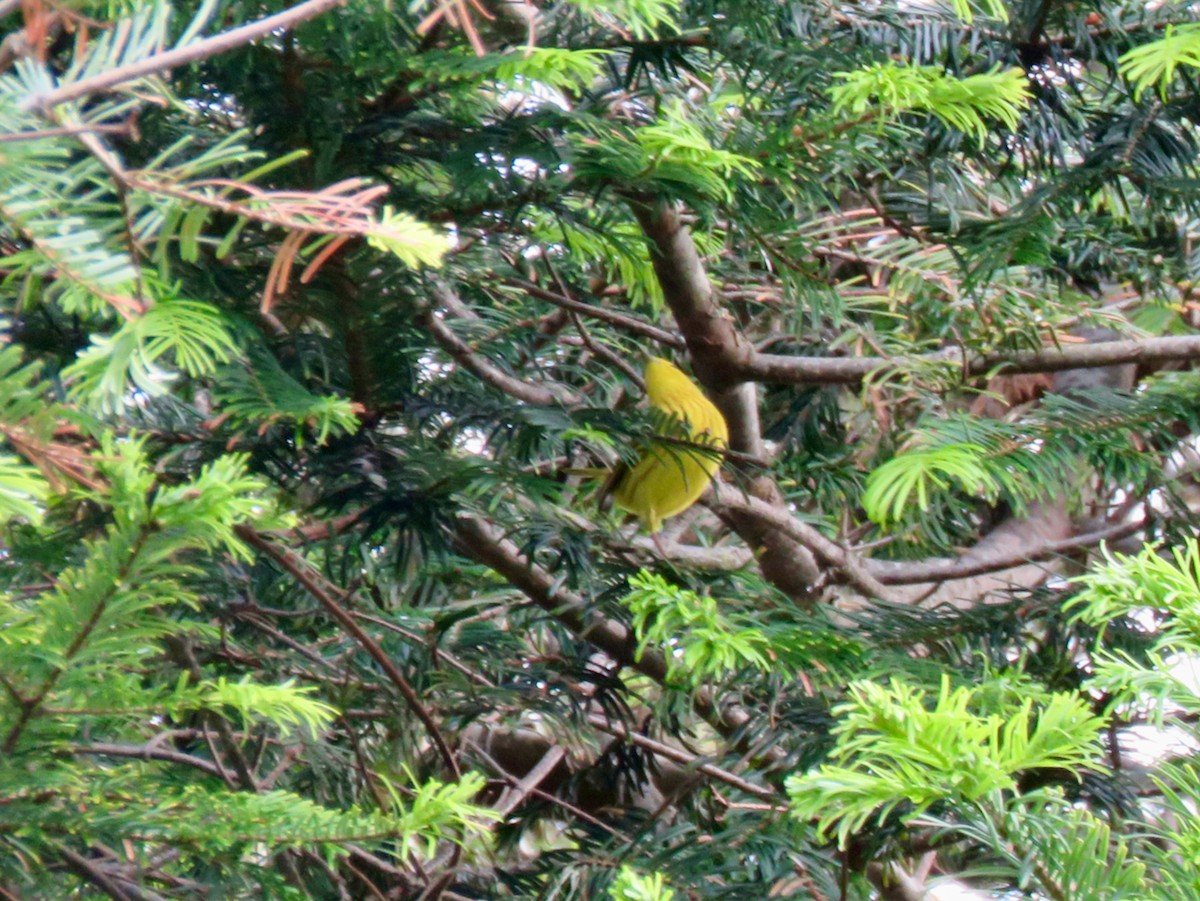 Yellow Warbler - ML619849215