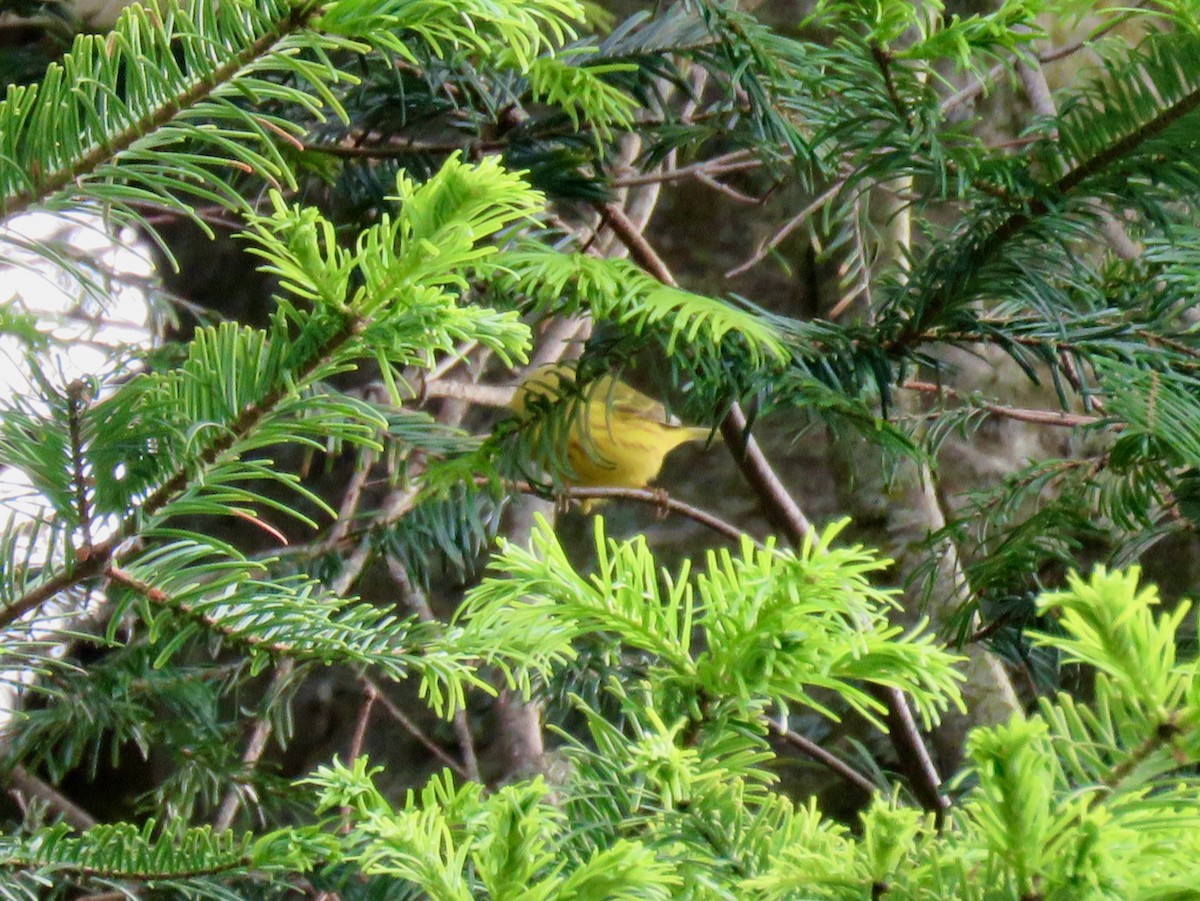 Yellow Warbler - ML619849216