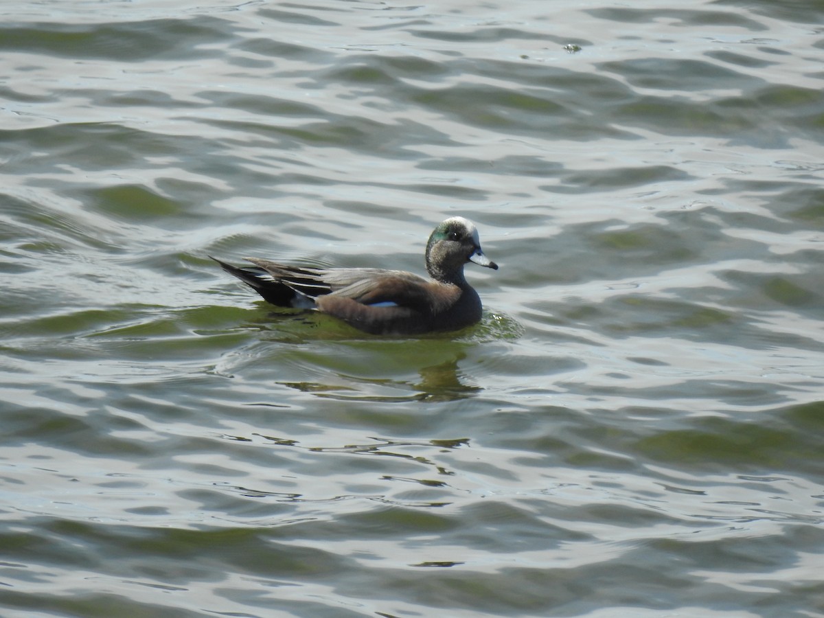 Canard d'Amérique - ML619849218