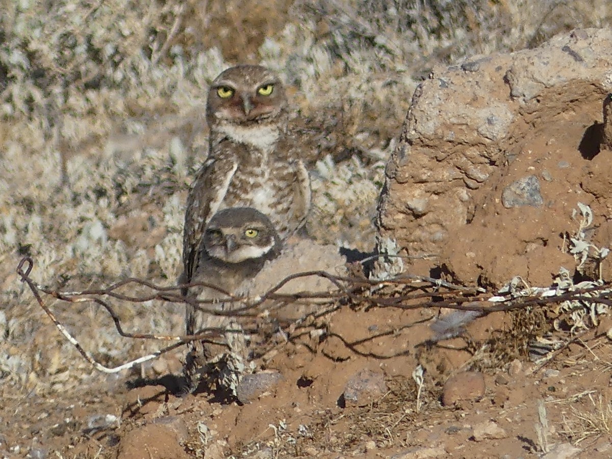 Burrowing Owl - ML619849227