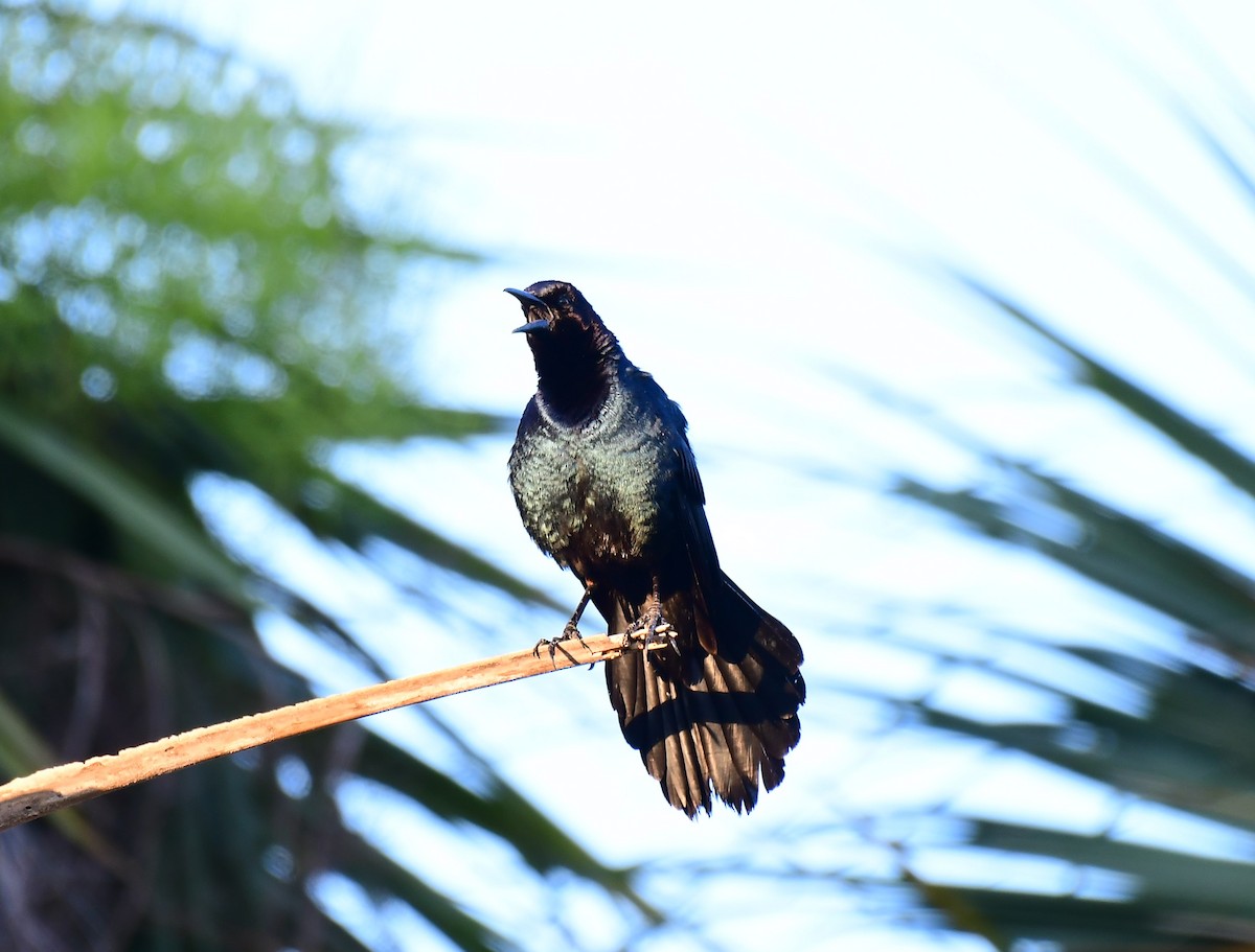 Boat-tailed Grackle - ML619849242