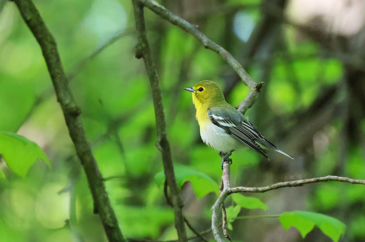 Yellow-throated Vireo - ML619849243