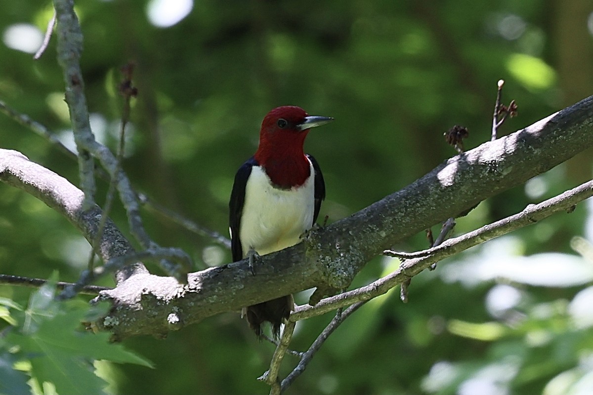 Red-headed Woodpecker - ML619849255