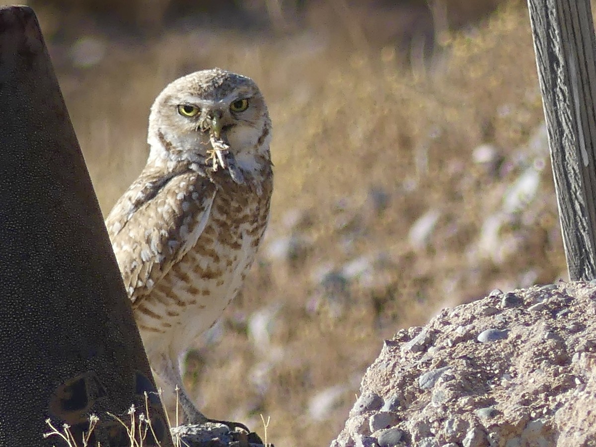 Burrowing Owl - ML619849263