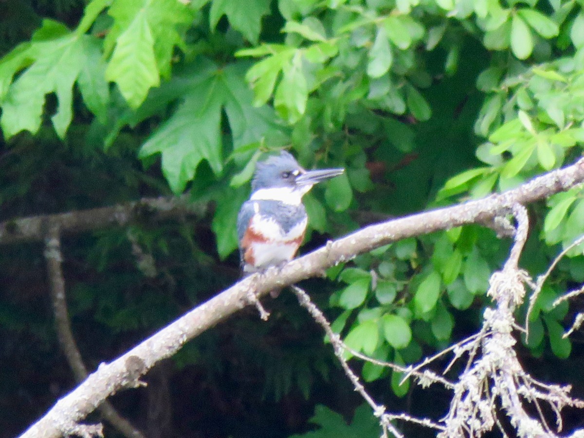 Belted Kingfisher - ML619849266