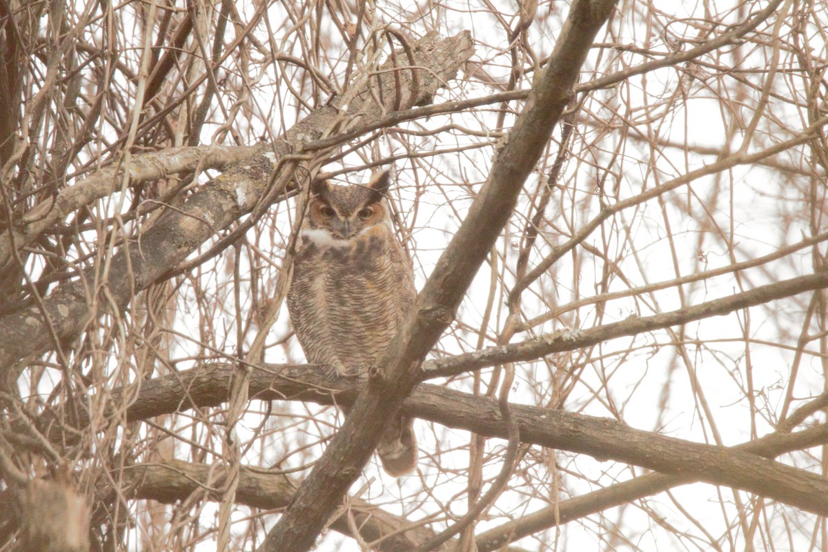 Great Horned Owl - ML619849270