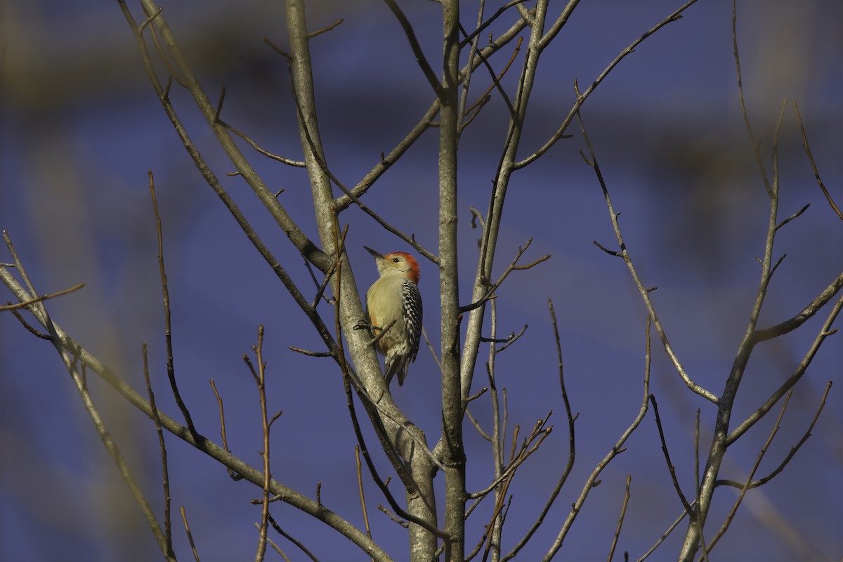 Red-bellied Woodpecker - ML619849281