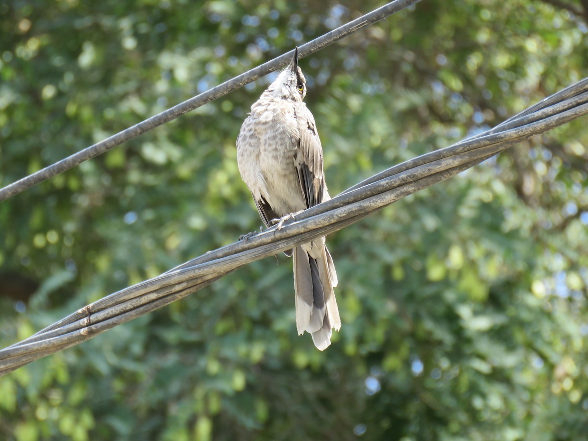 Long-tailed Mockingbird - ML619849286