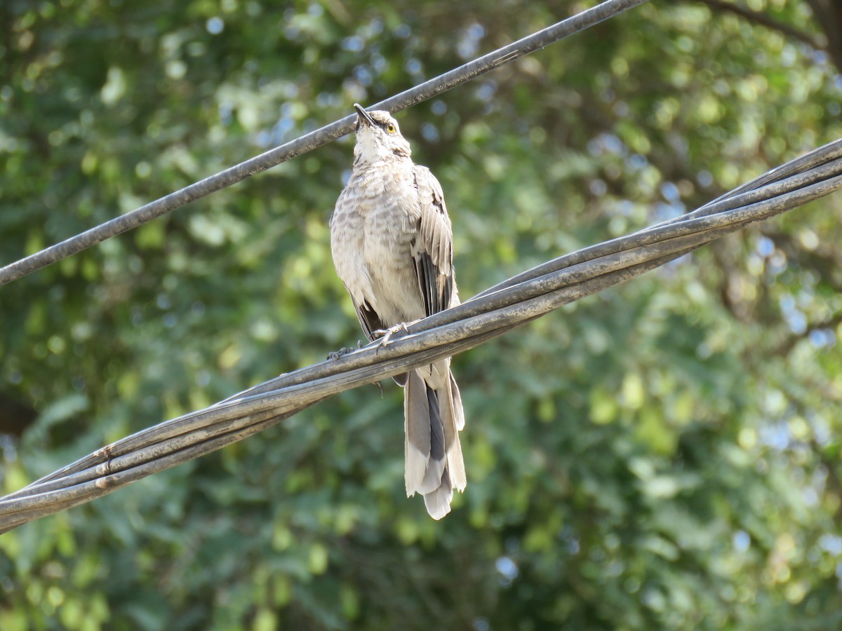 Long-tailed Mockingbird - ML619849288