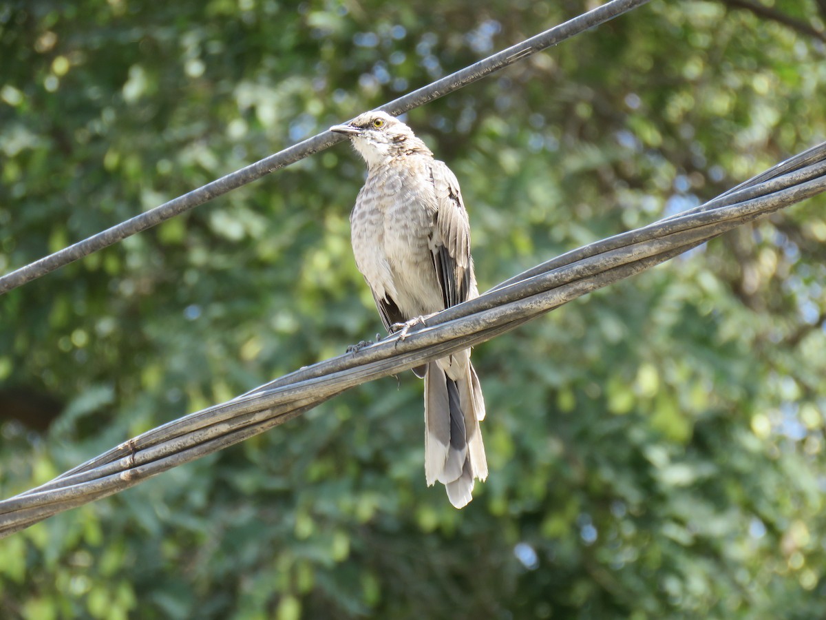 Long-tailed Mockingbird - ML619849289