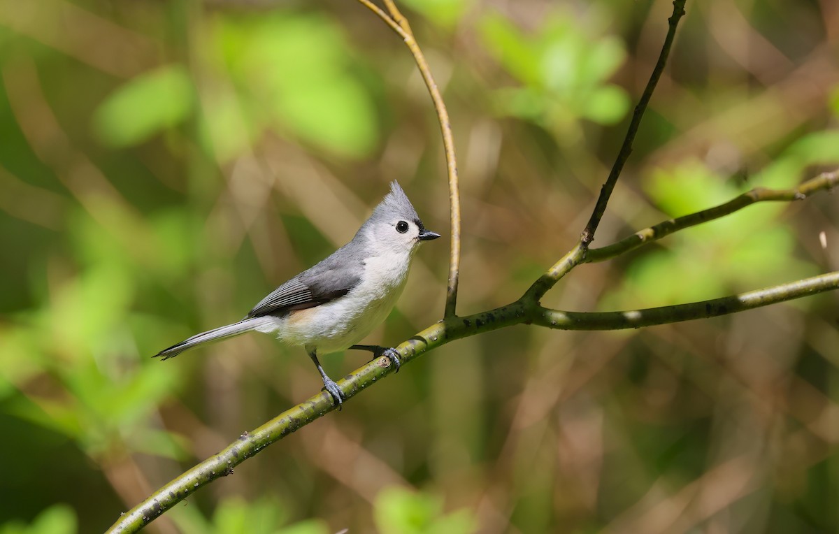 Tufted Titmouse - Channa Jayasinghe