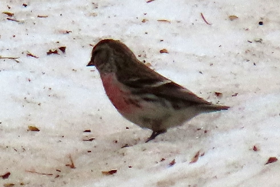 Lesser Redpoll - ML619849302