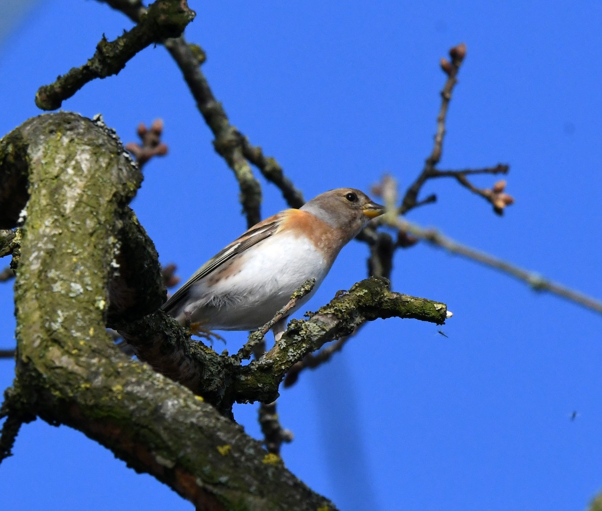 Brambling - ML619849303