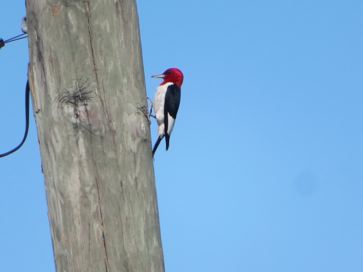 Red-headed Woodpecker - ML619849314