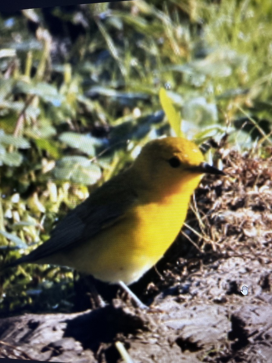 Prothonotary Warbler - ML619849318