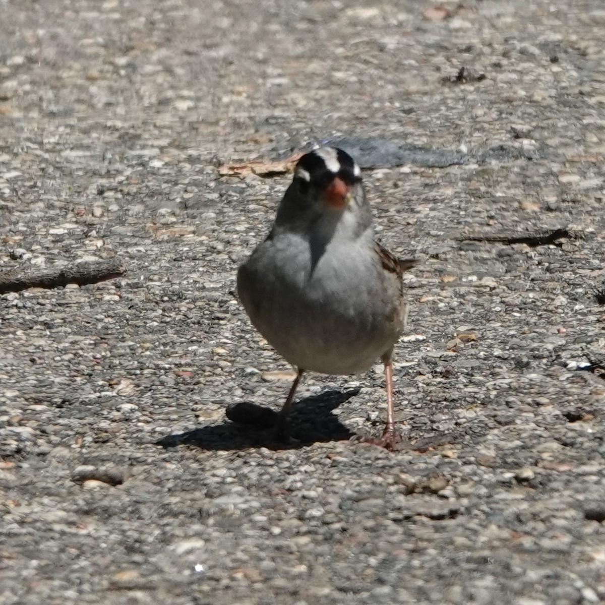 White-crowned Sparrow - ML619849324
