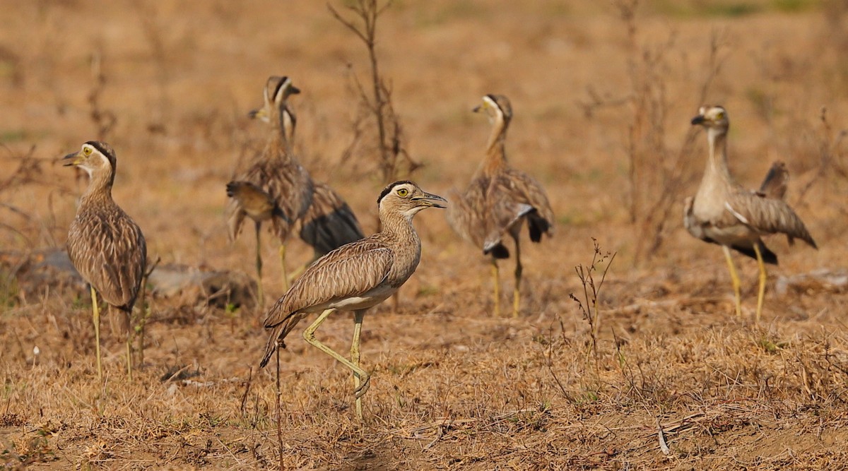 Double-striped Thick-knee - ML619849344