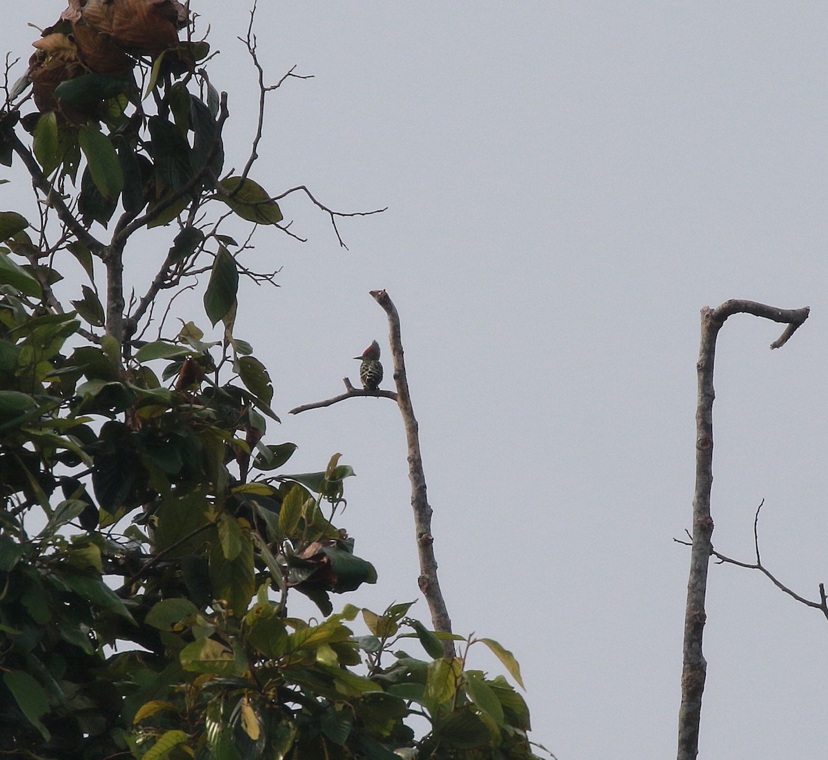Gray-and-buff Woodpecker (Gray-and-buff) - ML619849358