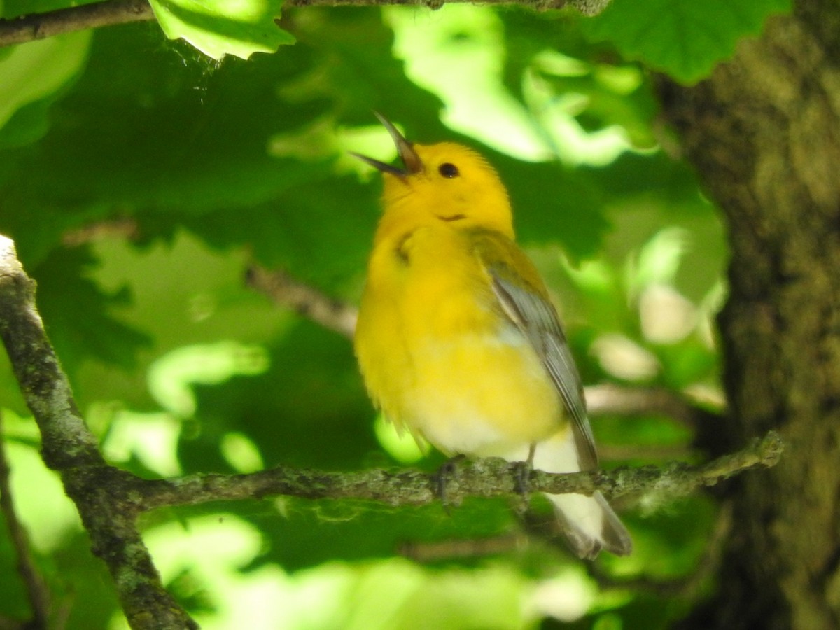 Prothonotary Warbler - ML619849359