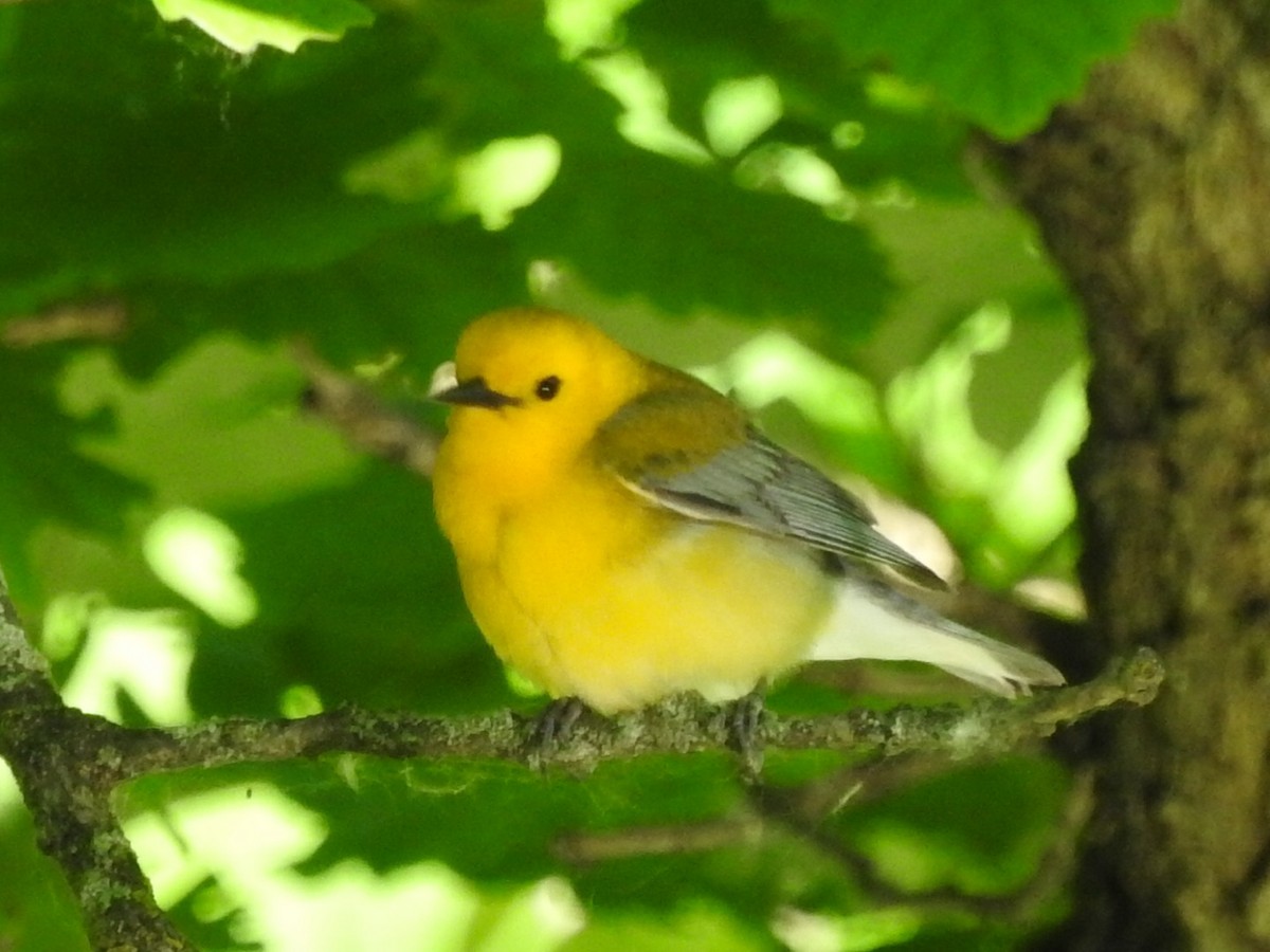 Prothonotary Warbler - ML619849360