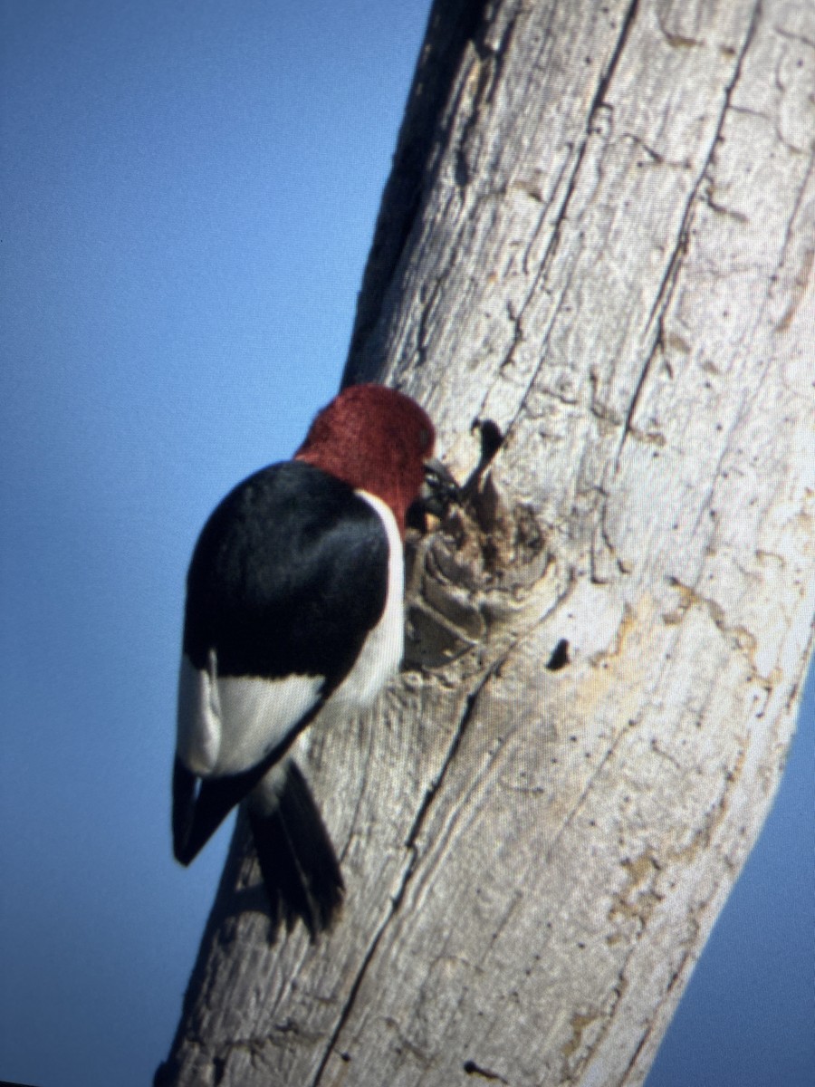 Red-headed Woodpecker - ML619849361