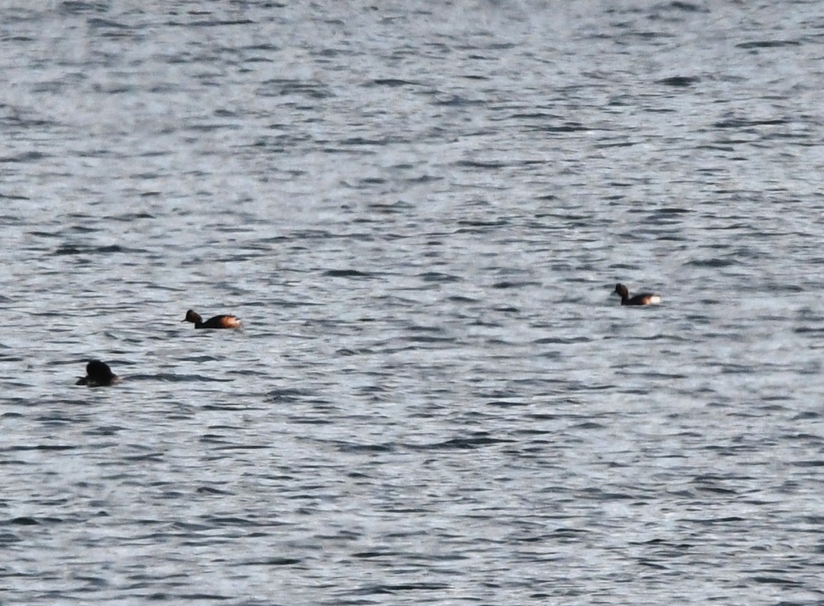 Eared Grebe - A Emmerson