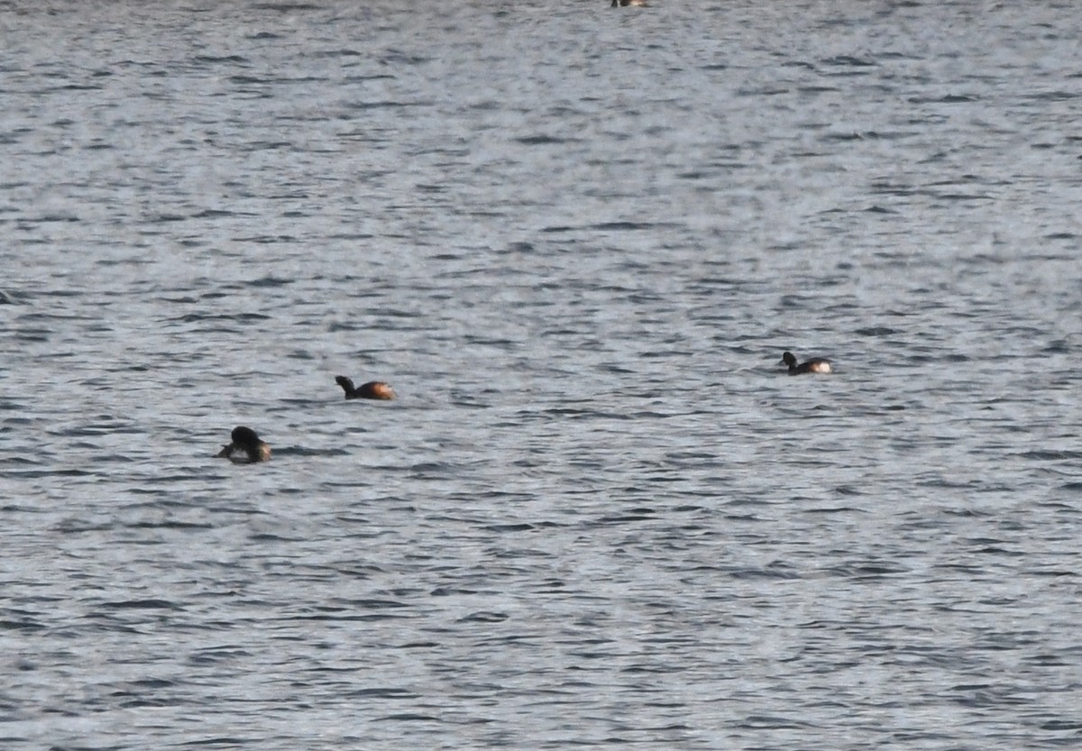 Eared Grebe - A Emmerson