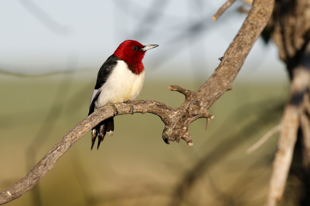 Red-headed Woodpecker - ML619849383