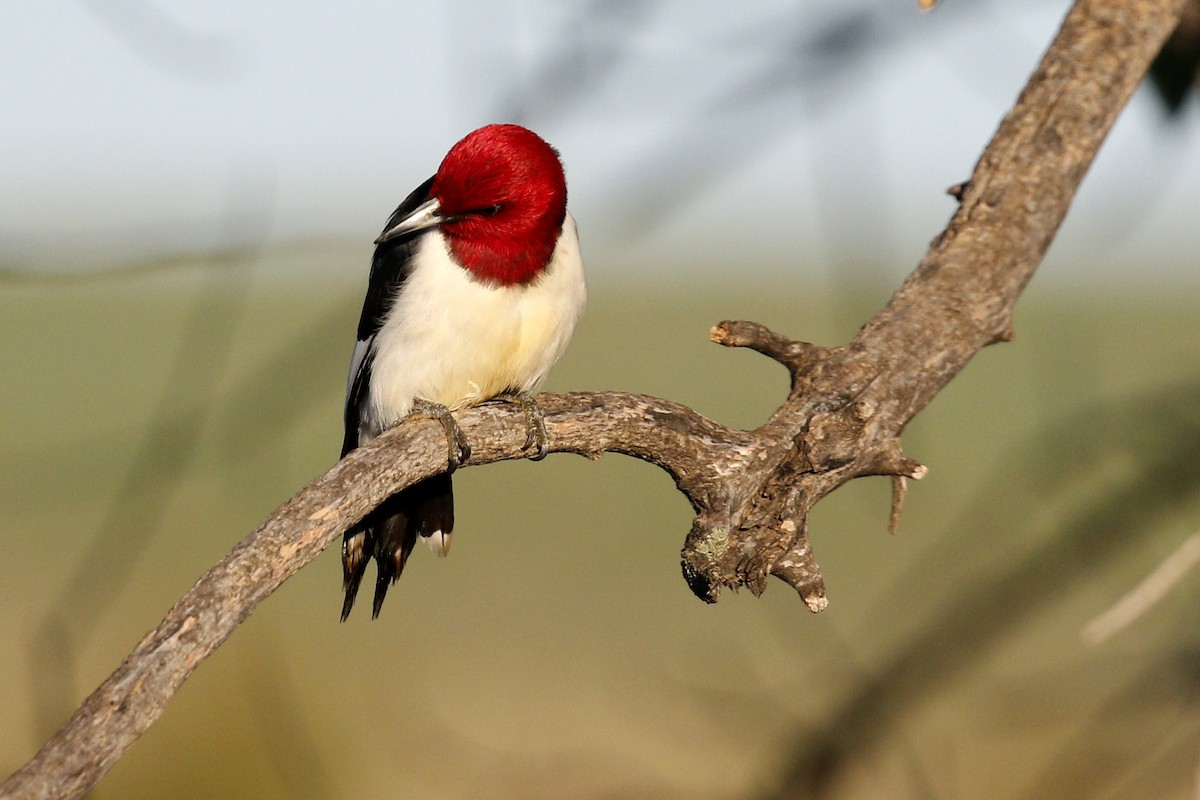 Red-headed Woodpecker - ML619849384