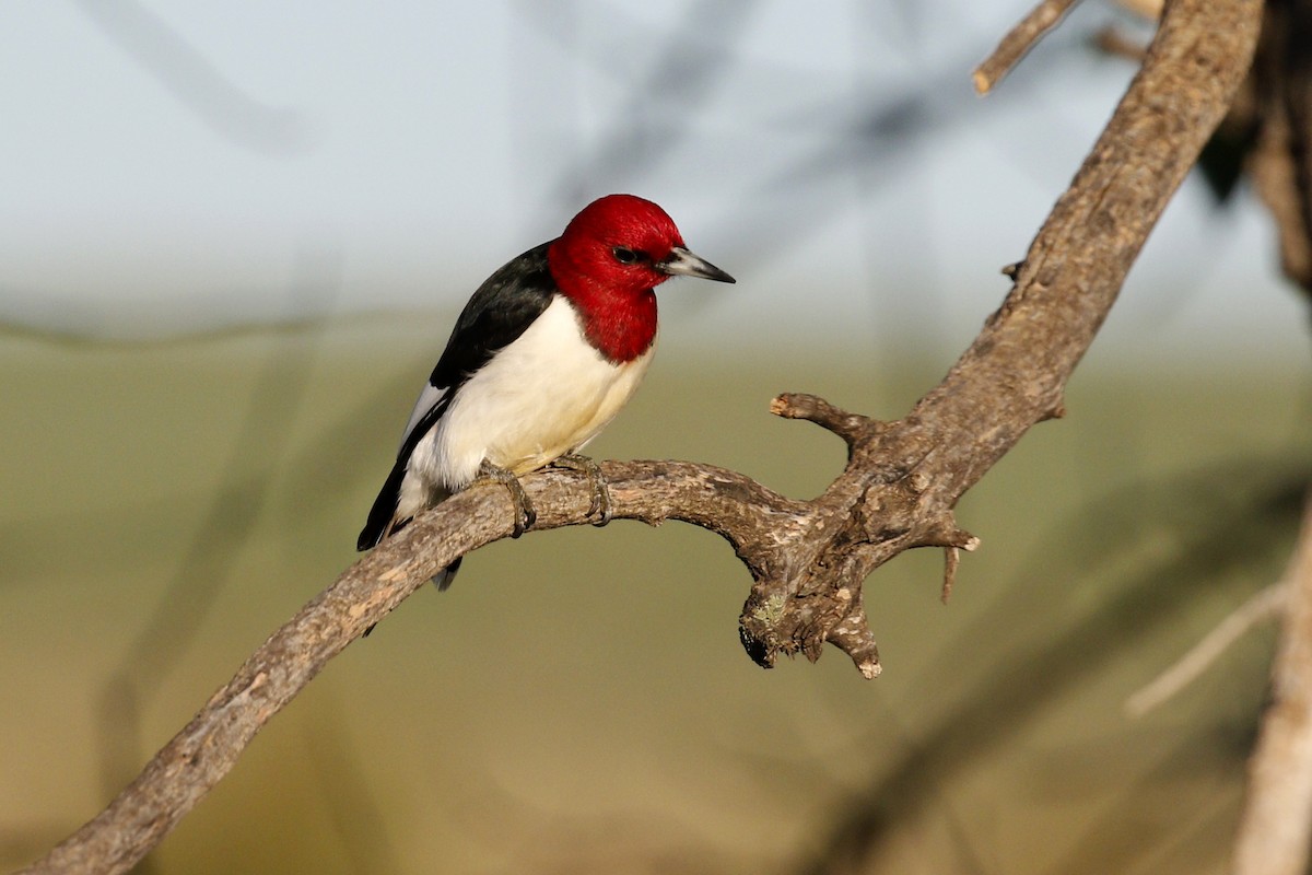 Red-headed Woodpecker - ML619849385