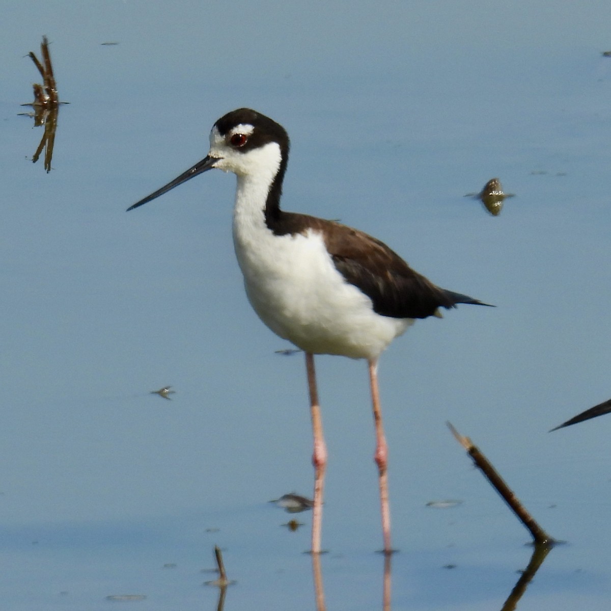 Black-necked Stilt - ML619849394