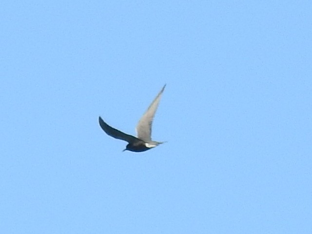 Black Tern - ML619849405