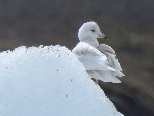 Iceland Gull (glaucoides) - ML619849413