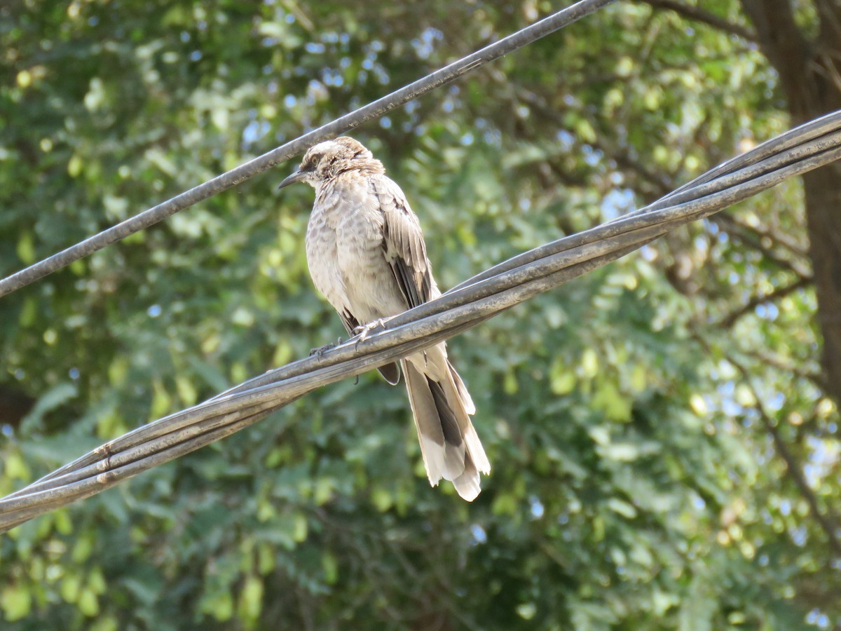 Long-tailed Mockingbird - ML619849416