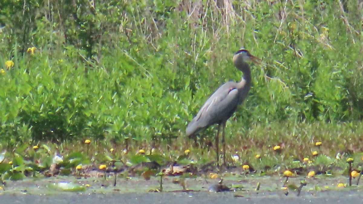 Great Blue Heron - ML619849441