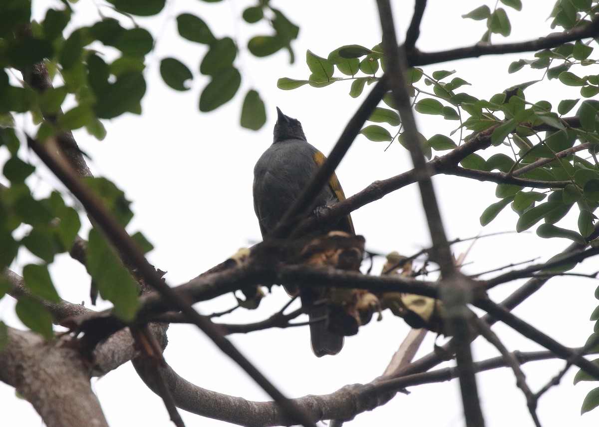 Gray-bellied Bulbul - ML619849451