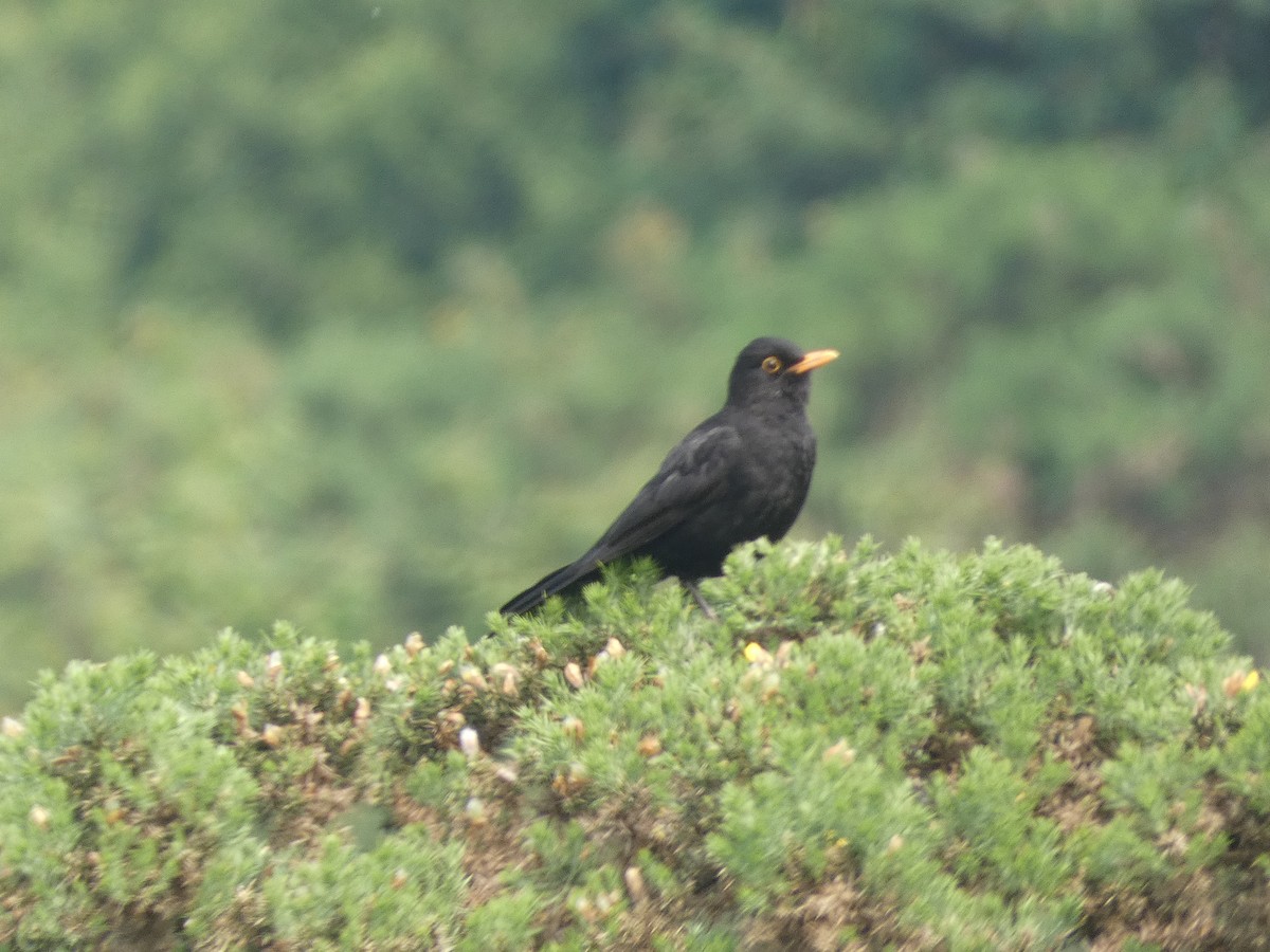 Eurasian Blackbird - ML619849459