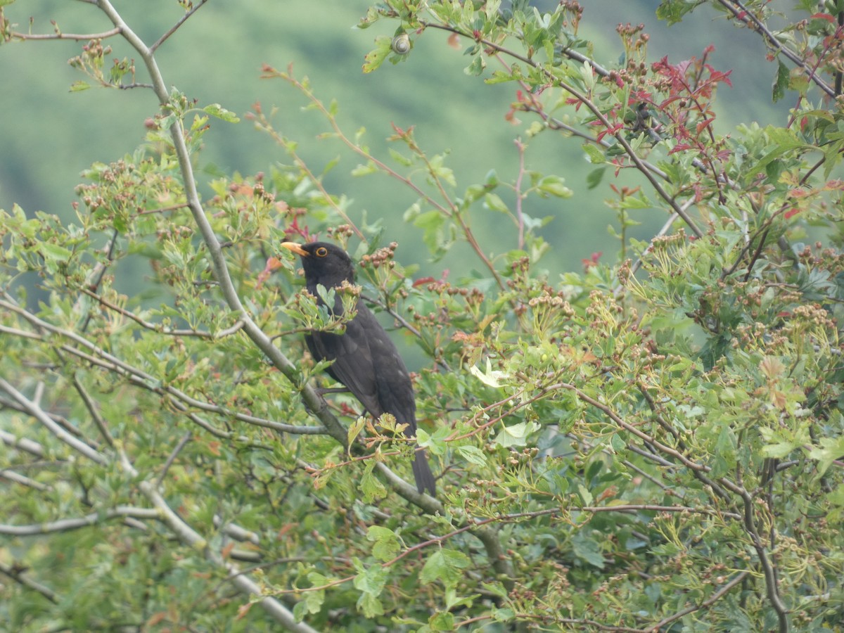 Eurasian Blackbird - ML619849460