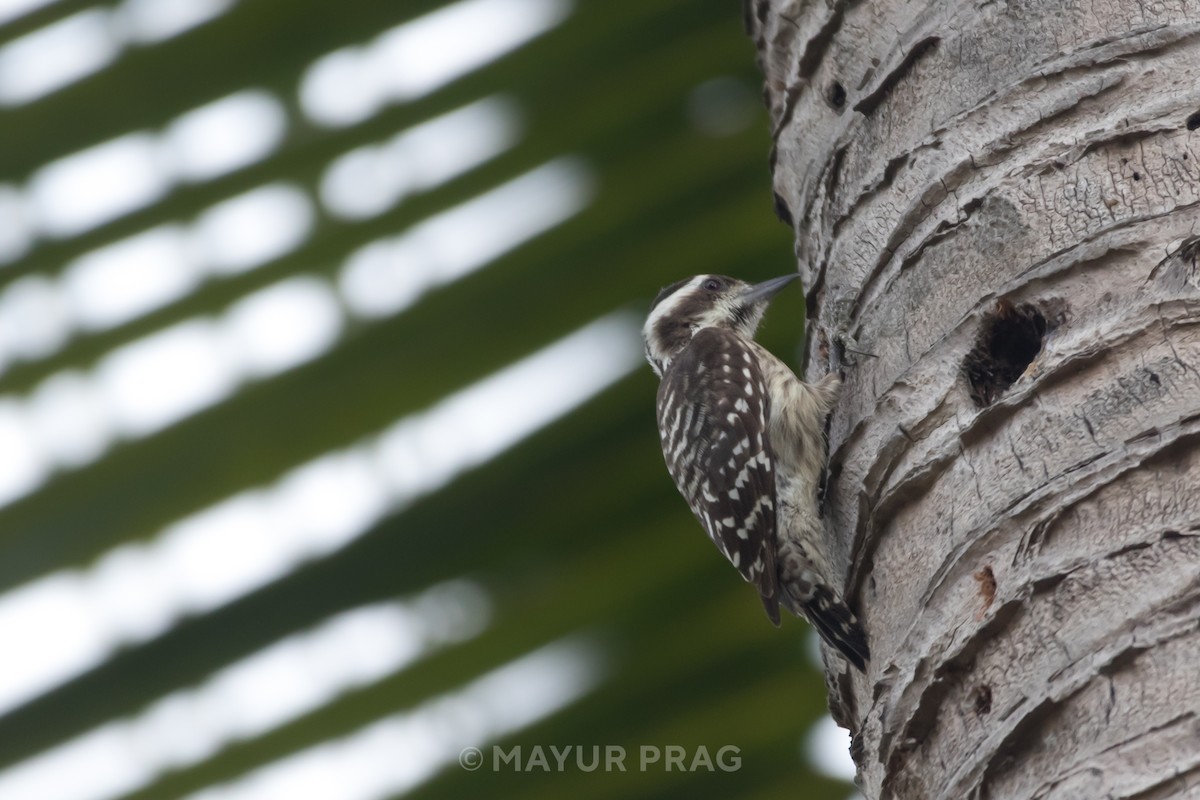 Sunda Pygmy Woodpecker - ML619849474