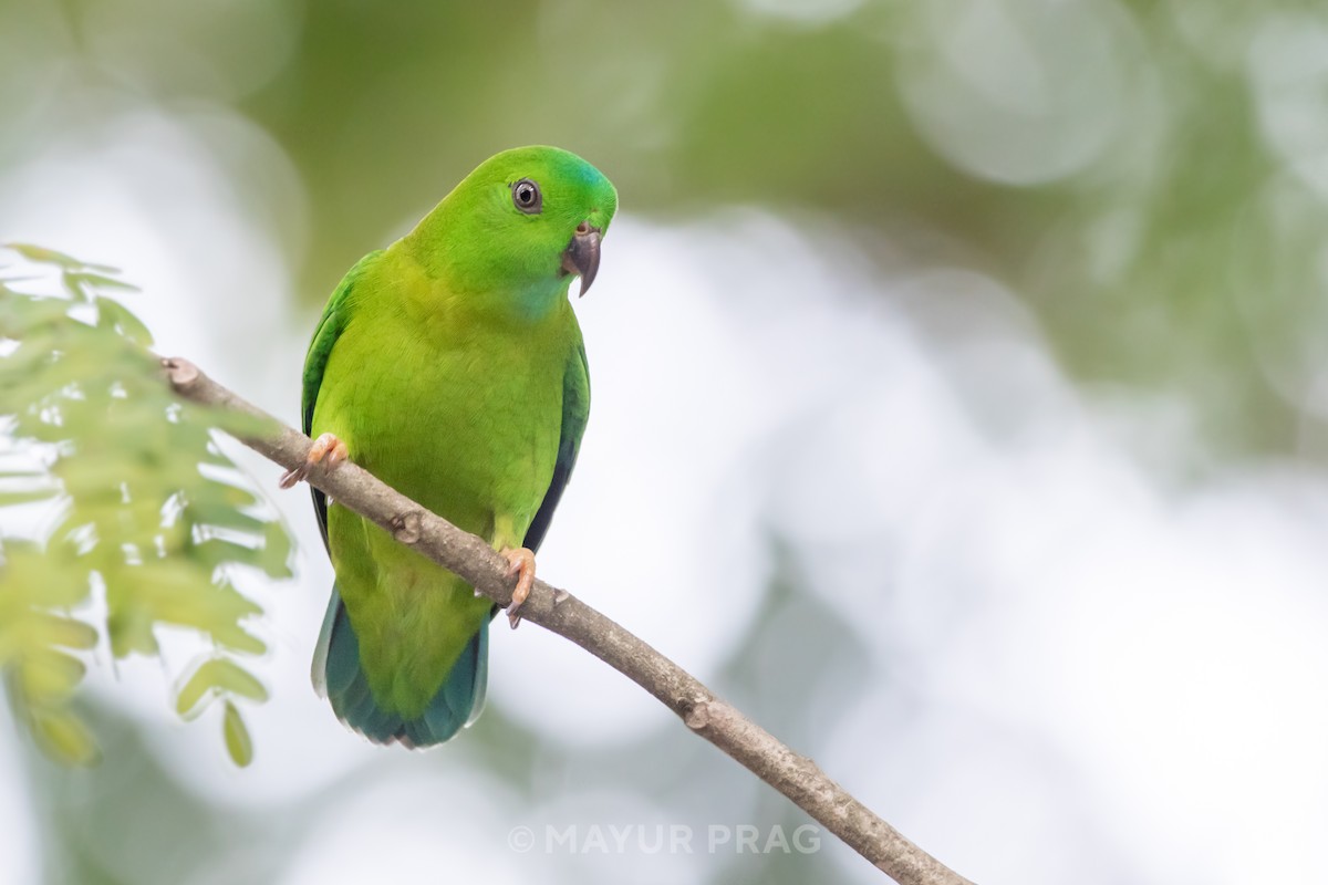 Blue-crowned Hanging-Parrot - ML619849485