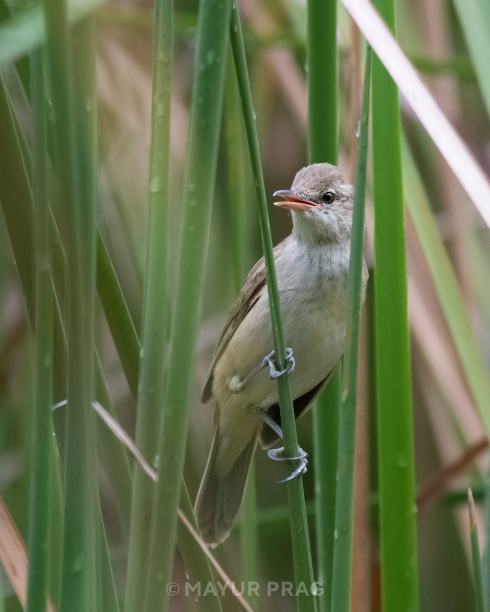 Oriental Reed Warbler - ML619849491