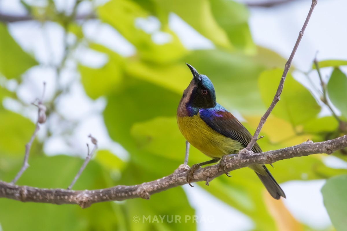 Brown-throated Sunbird - ML619849495