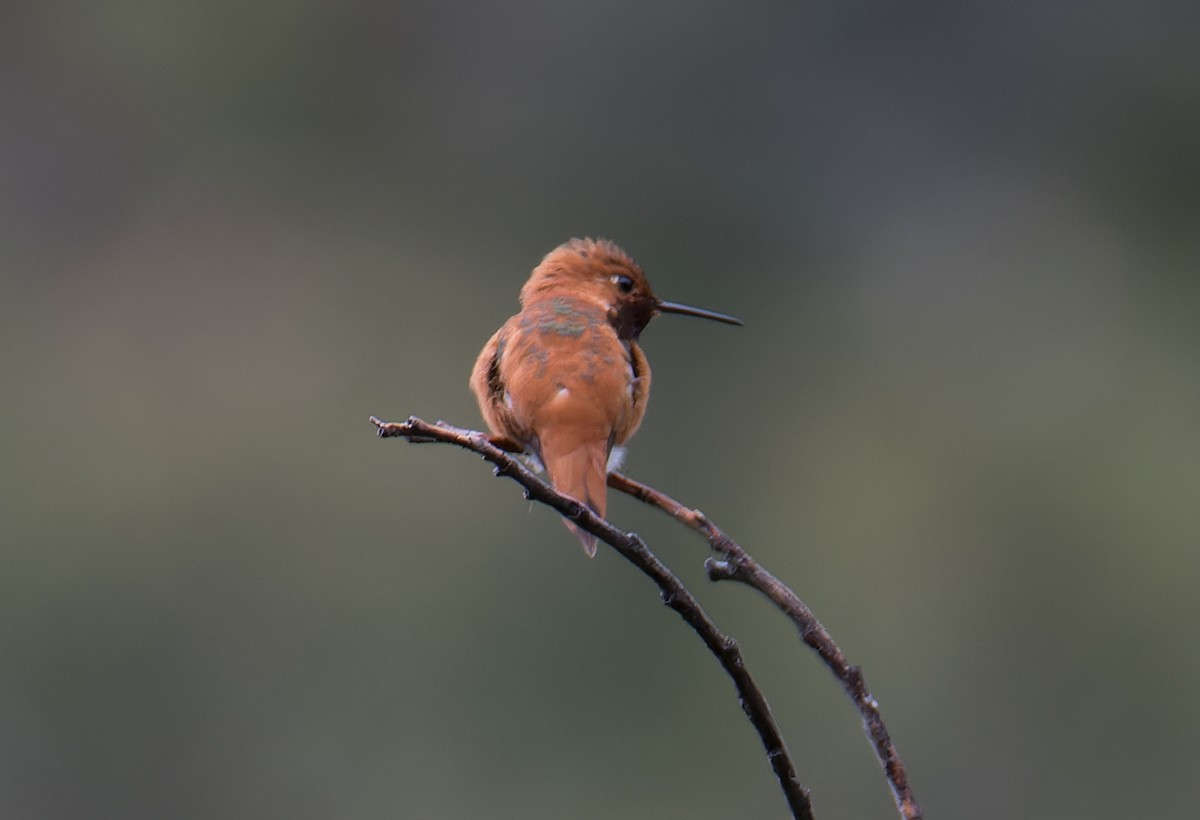 Rufous Hummingbird - ML619849501