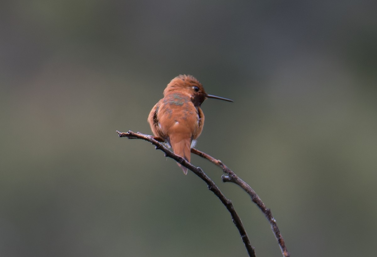 rødkolibri - ML619849501